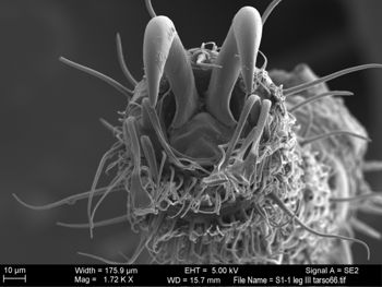 Media type: image; Invertebrate Zoology 131275